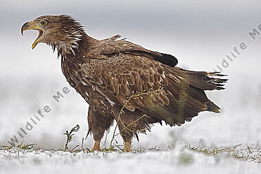Seeadler immatur
