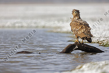 Seeadler Jungvogel