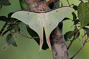 Indischer Mondspinner Männchen