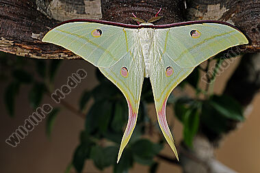 Indischer Mondspinner Männchen