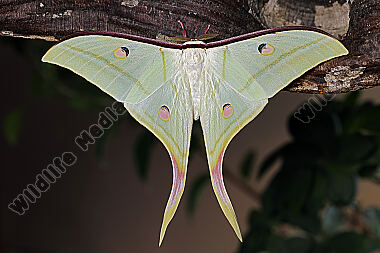 Indischer Mondspinner Männchen