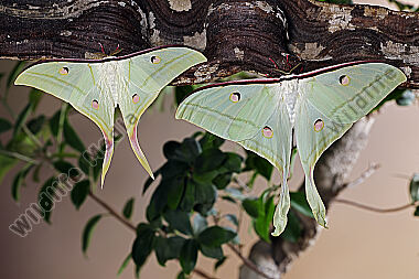 Indischer Mondspinner Pärchen
