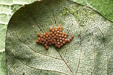 Alpen-Maivogel Eigelege