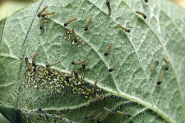 Alpen-Maivogel Eiraupen
