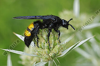 Borstige Dolchwespe