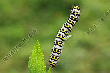 Braunwurzmönch Raupe