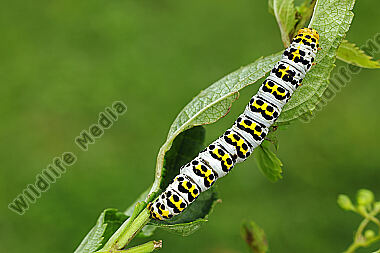 Braunwurzmönch Raupe