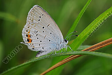 Kurzschwänziger Bläuling