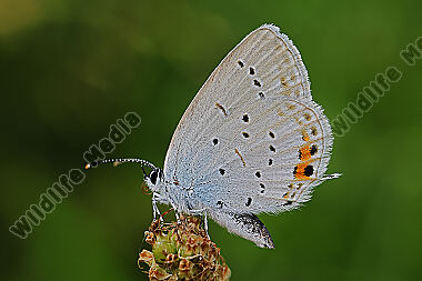 Kurzschwänziger Bläuling