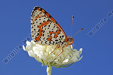 Roter Scheckenfalter Männchen