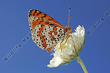 Roter Scheckenfalter Männchen