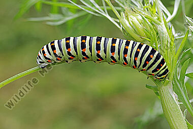 Schwalbenschwanz Raupe