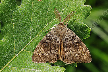 Schwammspinner Männchen