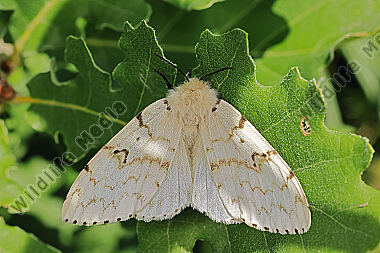 Schwammspinner Weibchen