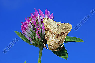 Wolfsmilch-Ringelspinner Männchen