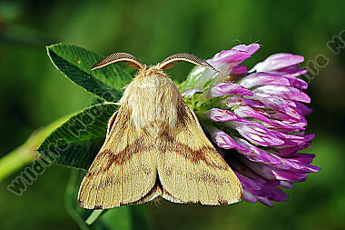 Wolfsmilch-Ringelspinner Männchen