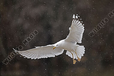 Steppenmöwe Altvogel