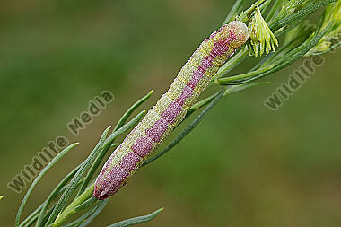 Dunkelgrauer Goldaster-Mönch Raupe