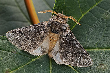 Eichen-Prozessionsspinner Männchen