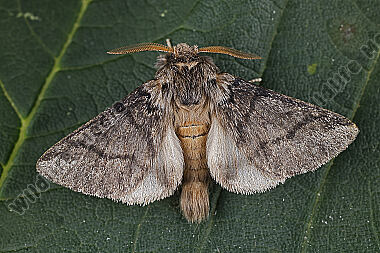 Eichen-Prozessionsspinner Männchen