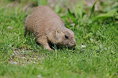 Schwarzschwanz Präriehund