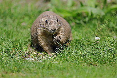 Schwarzschwanz Präriehund