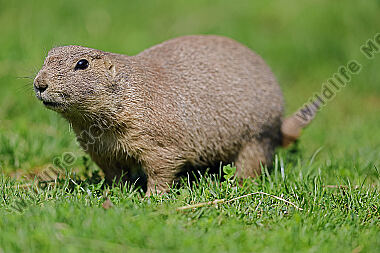 Schwarzschwanz Präriehund