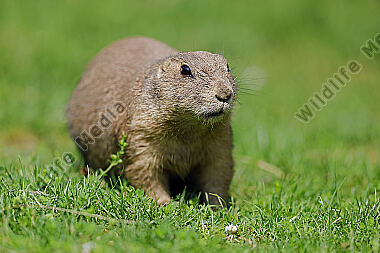 Schwarzschwanz Präriehund