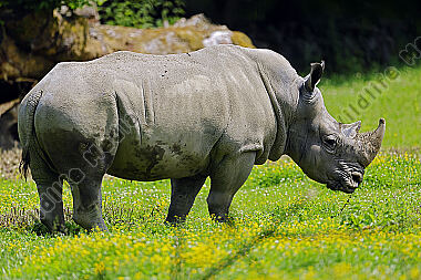 Südliches Breitmaulnashorn