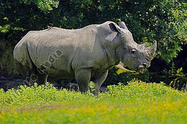 Südliches Breitmaulnashorn