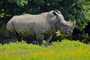 Südliches Breitmaulnashorn
