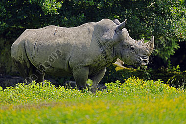 Südliches Breitmaulnashorn