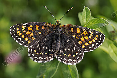 Baldrian-Scheckenfalter