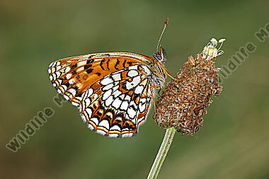 Baldrian-Scheckenfalter