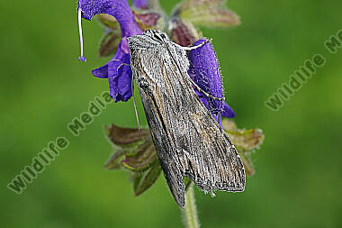 Dunkelgrauer Goldaster-Mönch