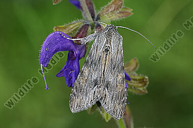 Dunkelgrauer Goldaster-Mönch