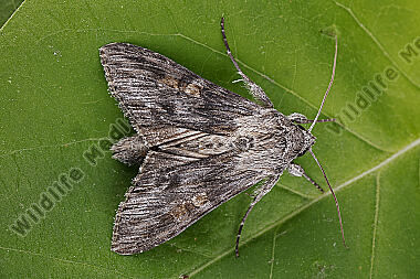 Dunkelgrauer Goldaster-Mönch