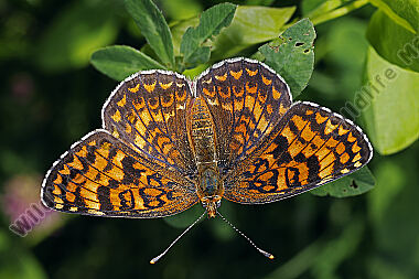 Flockenblumen-Scheckenfalter