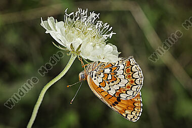 Flockenblumen-Scheckenfalter