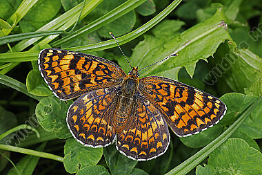 Flockenblumen-Scheckenfalter