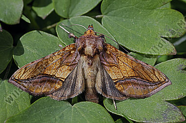 Große Wiesenrauten-Goldeule