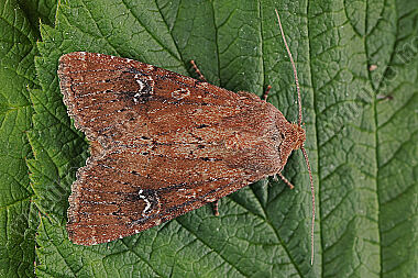 Ziegelrote Grasbüscheleule