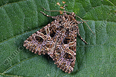 Violettbraune Kapseleule