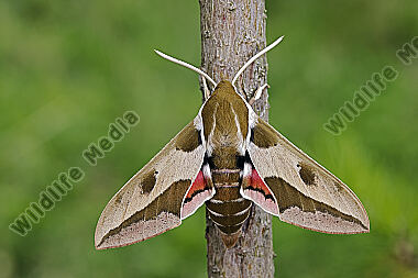 Wolfsmilchschwärmer