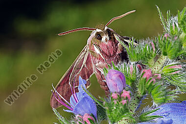 Wolfsmilchschwärmer