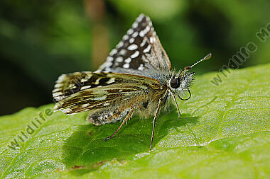 Würfel-Dickkopffalter