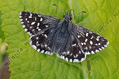 Würfel-Dickkopffalter