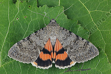 Orangenes Ordensband