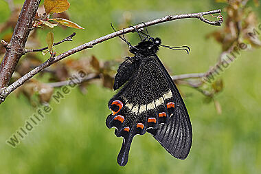 Schwalbenschwanz Papilio maackii Weibchen