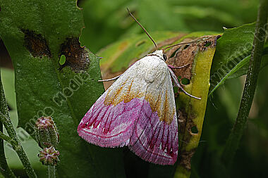 Purpur-Prachteulchen